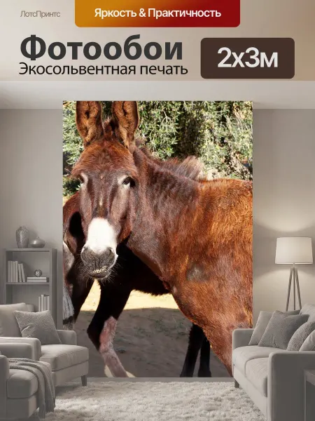 LotsPrints Фотообои "Ослы, животные, голова" 2x3м