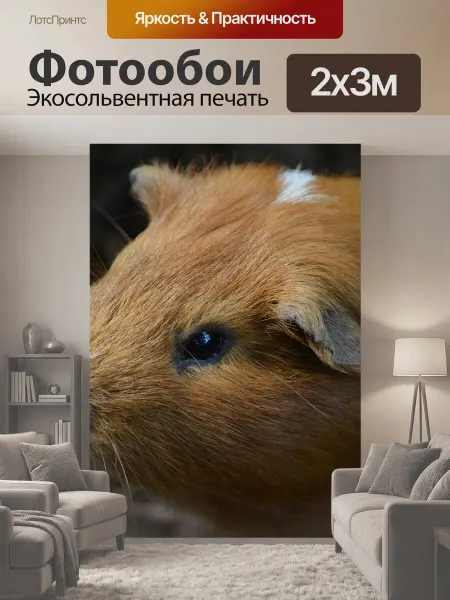 LotsPrints Фотообои "Морская свинка, морская свинья, грызун" 2x3м
