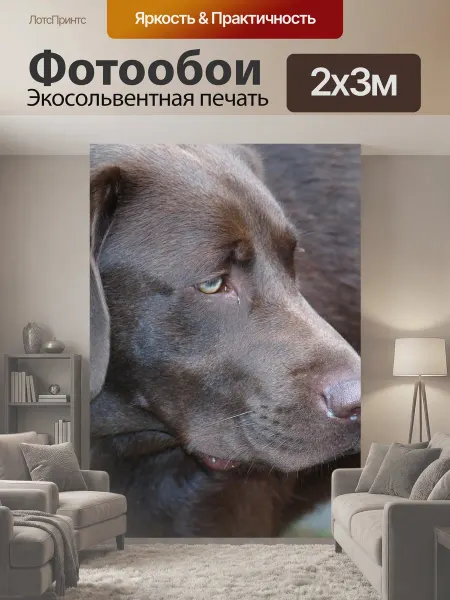 LotsPrints Фотообои "Лабрадор, собака, домашнее животное" 2x3м