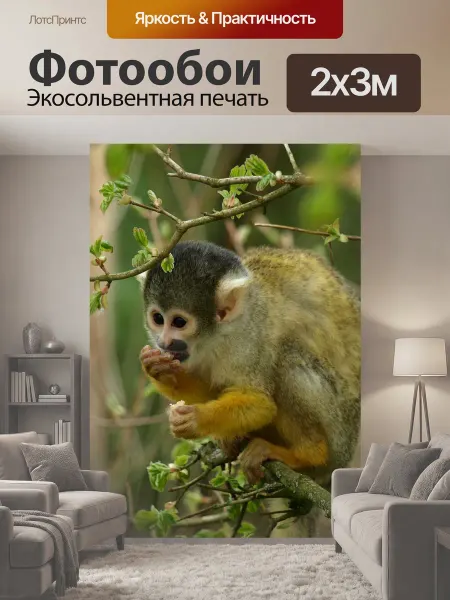 LotsPrints Фотообои "Обезьяна капуцин, обезьяна, животное" 2x3м