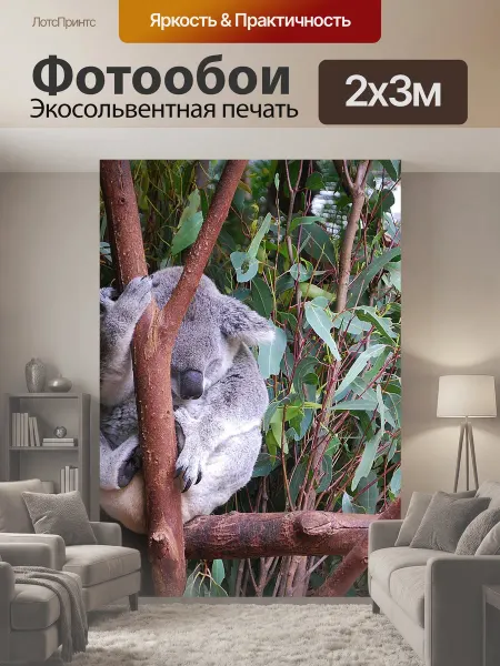 LotsPrints Фотообои "Коала, нести, животное" 2x3м