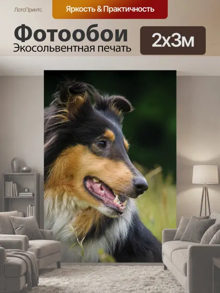 LotsPrints Фотообои "Собака, колли, животное" 2x3м