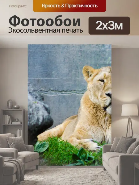 LotsPrints Фотообои "Львица, лев, животное" 2x3м