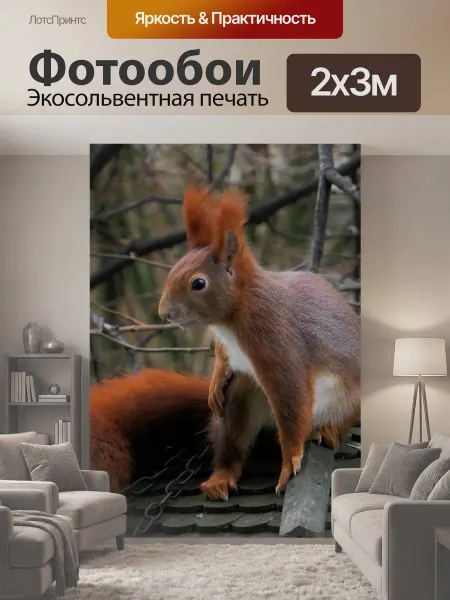 LotsPrints Фотообои "Животное, белка, пушистый" 2x3м