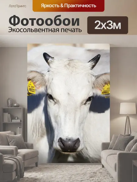LotsPrints Фотообои "Корова, коровы, белый" 2x3м