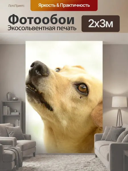 LotsPrints Фотообои "Собака, любопытно, смотреть" 2x3м