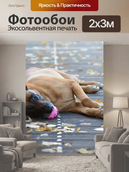 LotsPrints Фотообои "Малинуа, собака с мячом, милый" 2x3м