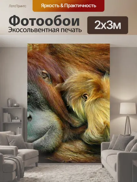 LotsPrints Фотообои "Орангутанг, обезьяна, примат" 2x3м