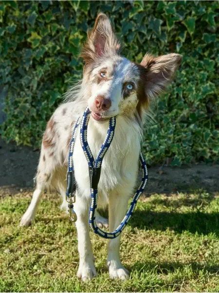 Japan Premium Pet Поводок-водилка Антисрыв со стоппером на карабине, 0,8 м