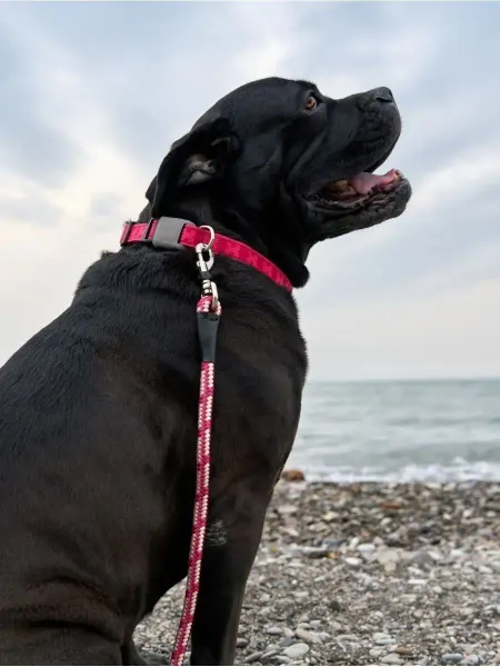 Japan Premium Pet Поводок Антисрыв со стоппером на карабине, 1,2 м