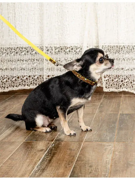 Japan Premium Pet Ошейник для собак размер 2S