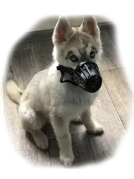 Dog-60 Намордник для собак пластиковый размер 4
