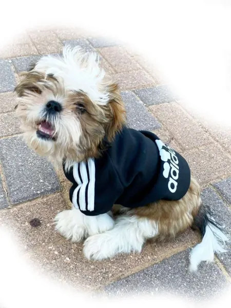 Dog-60 Одежда для собак мелких пород и кошек