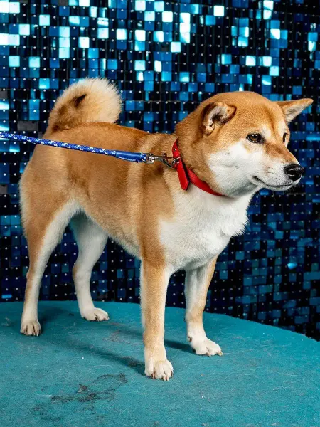 Japan Premium Pet Эластичный поводок-спандер с функцией гашения рывков