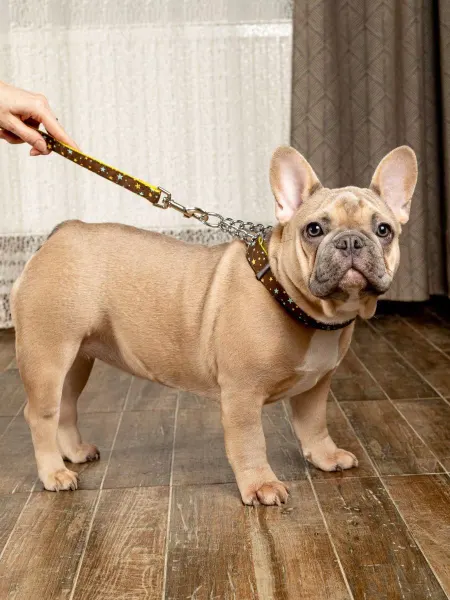 Japan Premium Pet Ошейник для собак полуудавка размер M
