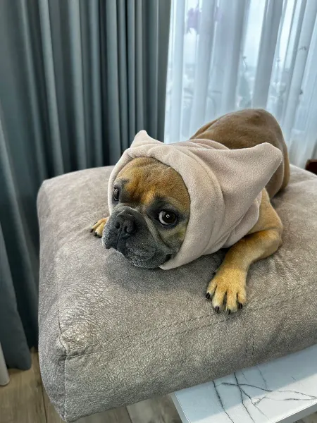 Lapushki_dog Капор шапка снуд для собак и кошек с ушками