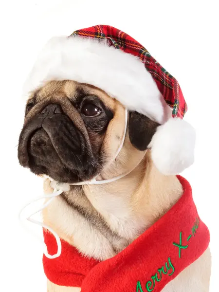 PUPPIA Новогодняя шапка для собаки "Santa"