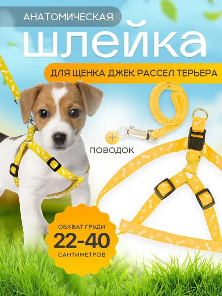 Шлейка для щенка джек-рассел-терьера с поводком