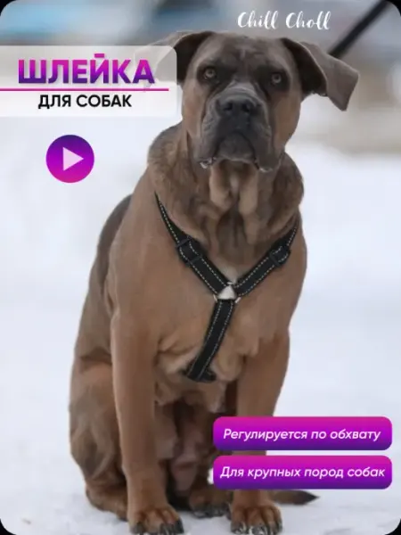 Chill Choll Шлейка для собак крупных и средних пород