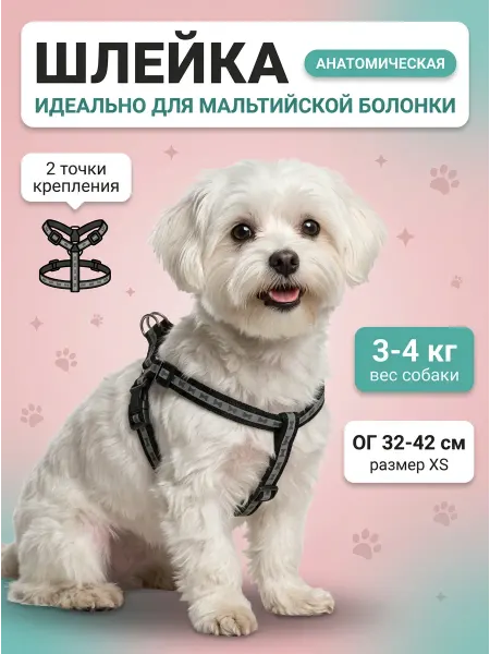 Светоотражающая шлейка с поводком для мальтийской болонки