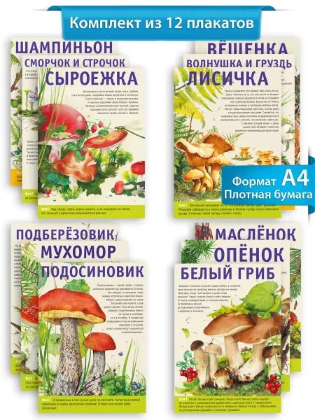 ТМ Мир поздравлений Набор обучающих плакатов для детей Грибы 12 шт формат А4