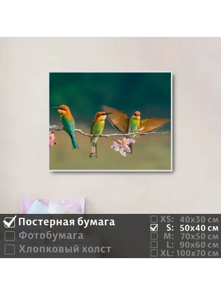 ПолиЦентр Постер на стену "Птицы пчелоеды на цветущей ветке" 50х40 см