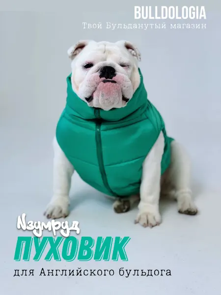 Бульдология Одежда для собак жилет для Бульдога