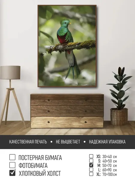 ПолиЦентр Постер на фотобумаге Тропическая птица на ветке, 50х70 см